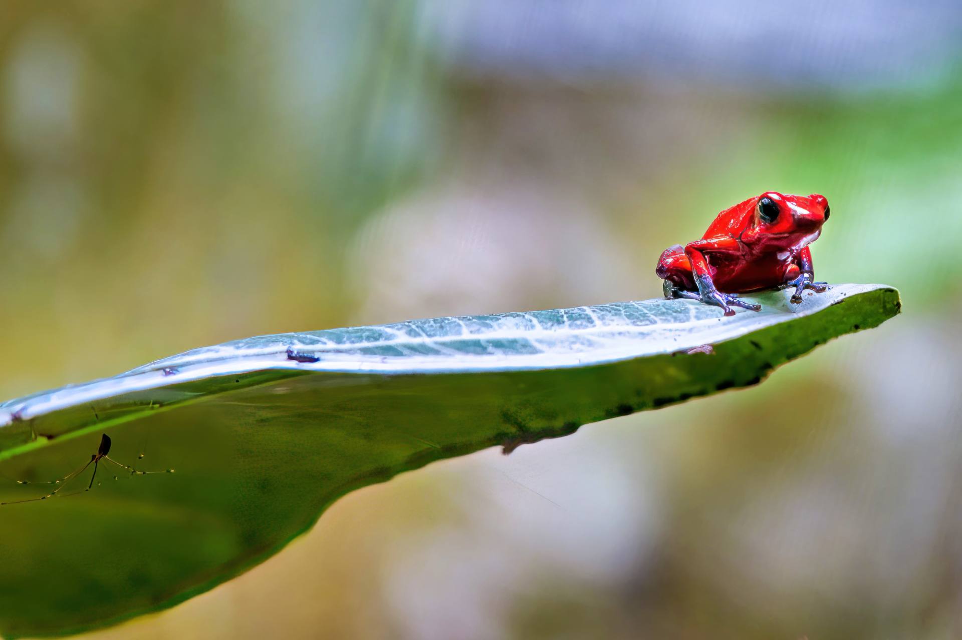 Der Tortuguero-Nationalpark liegt im Nordosten Costa Ricas und ist eine der wichtigsten touristischen Ziele Costa Ricas, da er international für den Schutz des wichtigsten Niststrandes der Grünen Meeresschildkröte in der westlichen Hemisphäre anerkannt ist. Weit entfernt von der Stadt und mit einem ausgedehnten Netz von Flüssen und Kanälen ist der Zugang nur mit kleinen Wasserfahrzeugen möglich. Tortuguero wurde am 24. September 1970 zum Nationalpark erklärt und seine Grenzen wurden dreimal geändert (1980, 1995 und 1998). Die Ausdehnung ist von 64.701,45 auf 76.937 Hektar gestiegen. 99 % der Fläche wird für den Schutz der Ressourcen genutzt und 1 % für Tourismus geöffnet. Das Meeresgebiet ist sogar zu 100% dem Naturschutz vorbehalten.